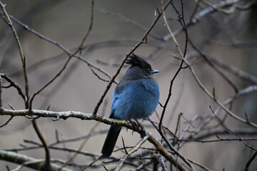 Steller's Jay  at Yosemite National Park