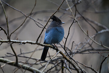 Steller's Jay  at Yosemite National Park