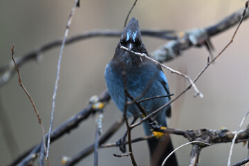 Steller's Jay  at Yosemite National Park