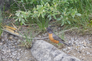 A Robin on a Rock