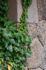 Green ivy growing on a stone wall.  Common ivy, English ivy, European ivy, Hedera helix