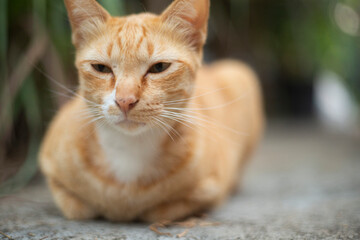 Orange cat sitting on the ground in the garden