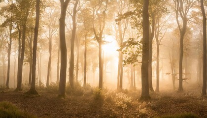 panorama of beech and oak forest in thick fog