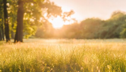 beautiful warm summer widescreen natural landscape of park with a glade of fresh grass lit by sun - obrazy, fototapety, plakaty