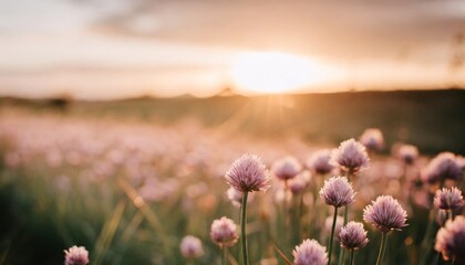 chives blooming at sunset purple nature background - obrazy, fototapety, plakaty