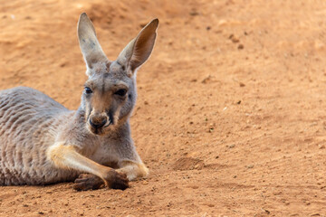 Eastern Gray Kangaroo (Macropus giganteus), Curious, on Sandy Beach, Pebbly Beach, New South Wales, Australia, Oceania © Atlas-Visuals