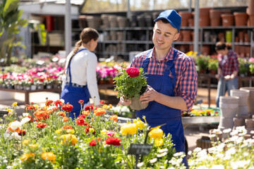 Male gardener takes care of potted flowers ranunculus in modern greenhouse