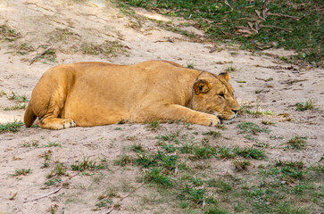 Image of a lioness resting in the jungle and waiting to attack prey