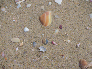 Shells on Beach