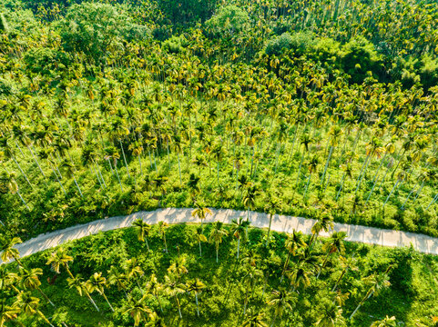 Aerial photography of betel nut plantation in Tunchang, Hainan, China in summer