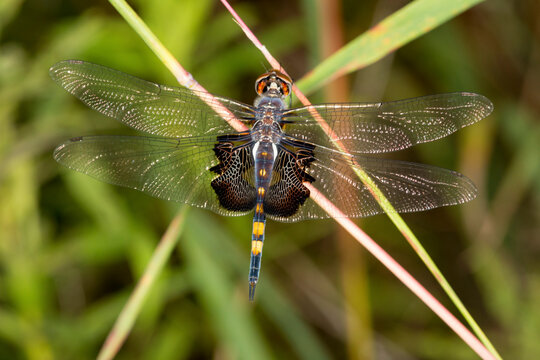 Black saddlebag dragonfly at Belding Wildlife Management Area in Connecticut.