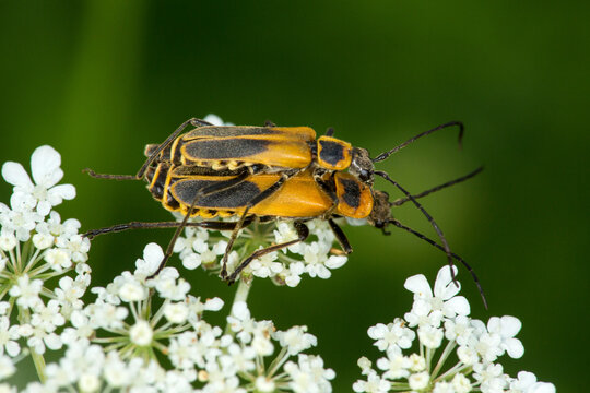 Mating soldier beetles at Belding Wildlife Management Area in Connecticut.