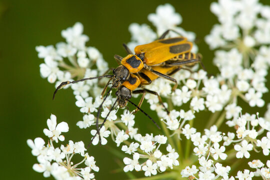 Mating soldier beetles at Belding Wildlife Management Area in Connecticut.