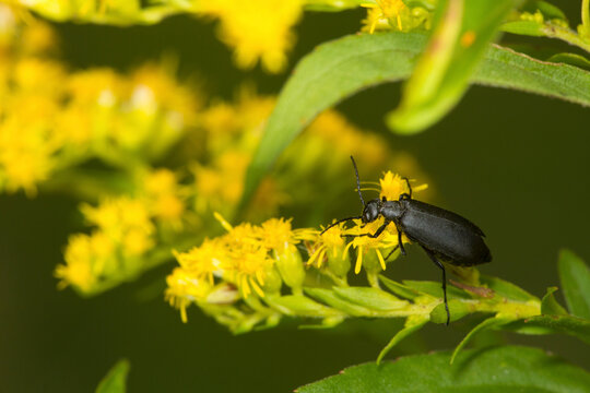 Black beetle at Belding Wildlife Management Area in Connecticut.