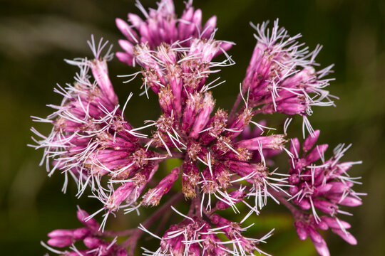 Joe Pye weed at Belding Wildlife Management Area in Connecticut.