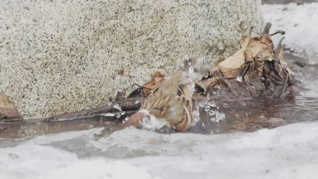 水浴びするスズメ