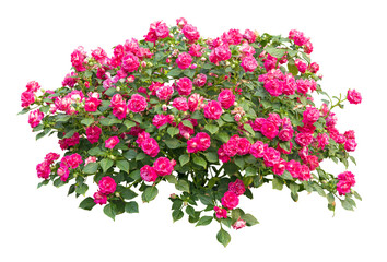 Tropical plant bush shrub pink flower green tree isolated on white background. This has clipping path.