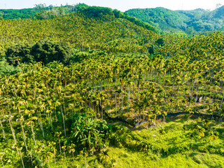 Aerial photography of betel nut plantation in Tunchang, Hainan, China in summer