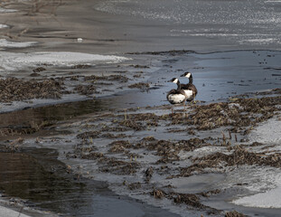 Canada geese on an icy spring morning