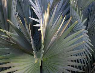 close up of a palm 
