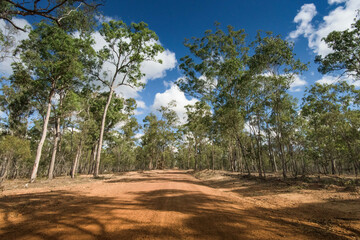 Red dirt road through gum eucalyptus trees, outback Queensland Australia