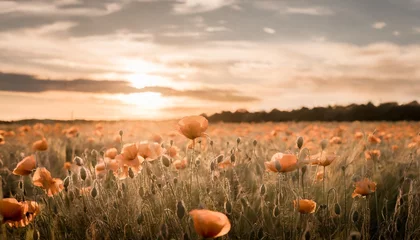 Outdoor kussens poppies in field at sunset © Lauren