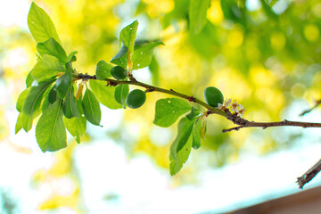 Imagen de una rama de Prunus domestica L. o ciruelo con el fondo de del cielo y hojas al atardecer