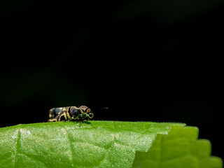 Saptha divitiosa is a moth in the family Choreutidae. It was described by Francis Walker in 1864. It is found on Seram and Ambon islands in Indonesia