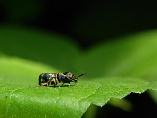 Saptha divitiosa is a moth in the family Choreutidae. It was described by Francis Walker in 1864. It is found on Seram and Ambon islands in Indonesia