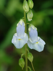 Forest orchid 