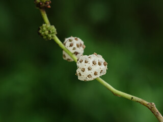 Mulberry pipturus