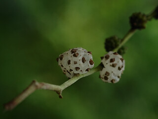 Mulberry pipturus