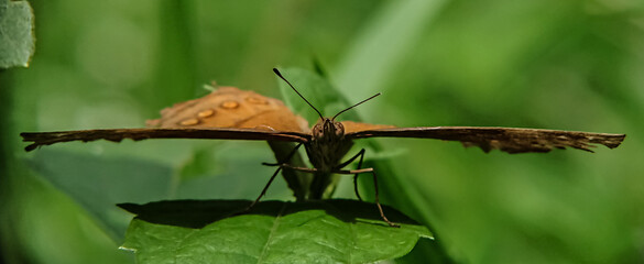 dragonfly on a leaf