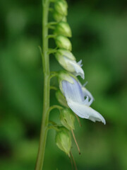 white flower with dew drops