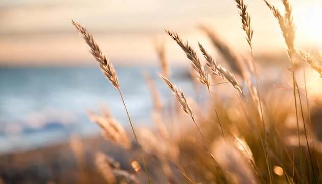 wild grasses on the sea coast at sunset macro image shallow depth of field beautiful autumn nature background