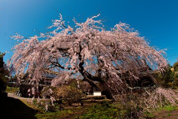 白丹の枝垂れ桜
