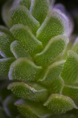 Study of green floating Azolla Pinnata, A kind of aquatic fern which floats on the surface of water and turns red in Laboratory.