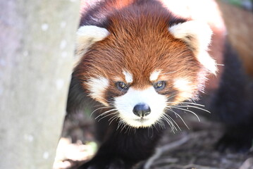 見つめるレッサーパンダ