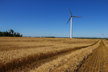 field of spring wheat with wind turbine