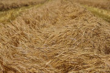 windrow of hard red spring wheat,