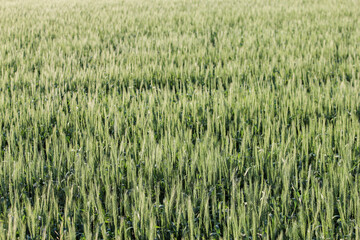 field of spring wheat