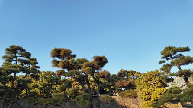 松の木の並ぶ風景