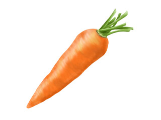 茎付き人参のリアルな水彩イラスト