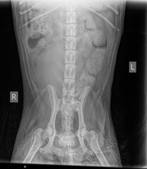 X-ray of the chest and abdominal cavity of a dog with spinal disease spondylosis, changes in the processes of the spine, ostiophytes. Age-related diseases of dogs.