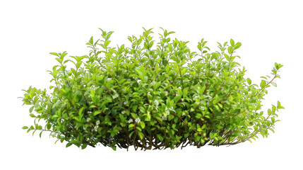 Obraz premium natural green bush on a transparent background