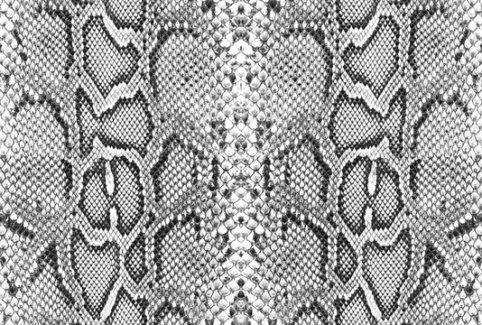 Snake skin pattern and repeating Seamless. Animal print and textile design. illustration. Texture snake. Fashionable print.
