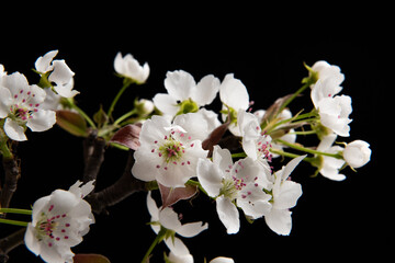 closeup of pear blossoming flowers on black background. Spring flowers bloom. 