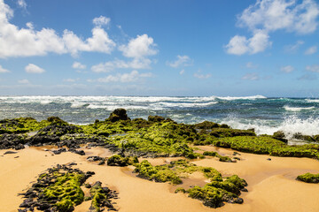 a beautiful spring landscape at Sandy Beach with blue ocean water, silky brown sand, rocks covered in green algae, palm trees and plants crashing waves, blue sky and clouds in Honolulu Hawaii USA