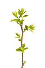 young green leaves on a tree branch isolated on white background, buds in spring