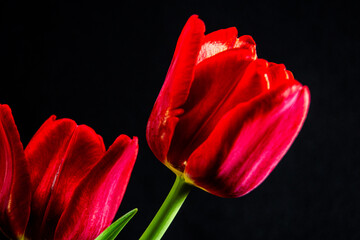 red tulip on black